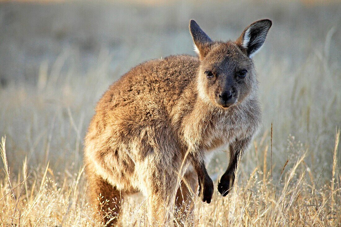 Young Western Grey Kangaroo on Kangaroo Island, South Australia, Australia