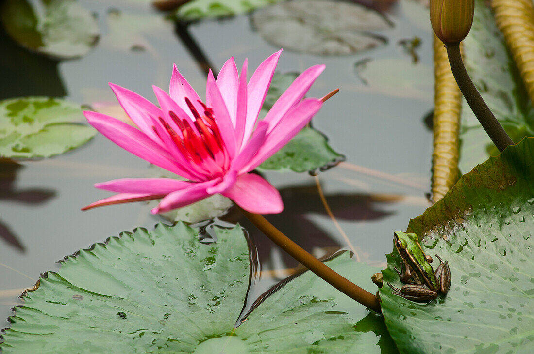 Water lily in a pond at Datai Resort, Lankawi Island, Malaysia, Asia