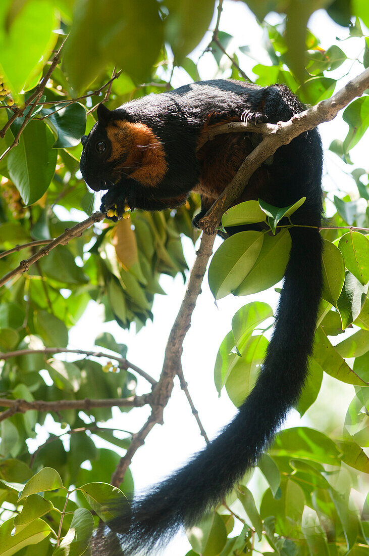 Giant squirrel in rainforest, Lankawi Island, Malaysia, Asia