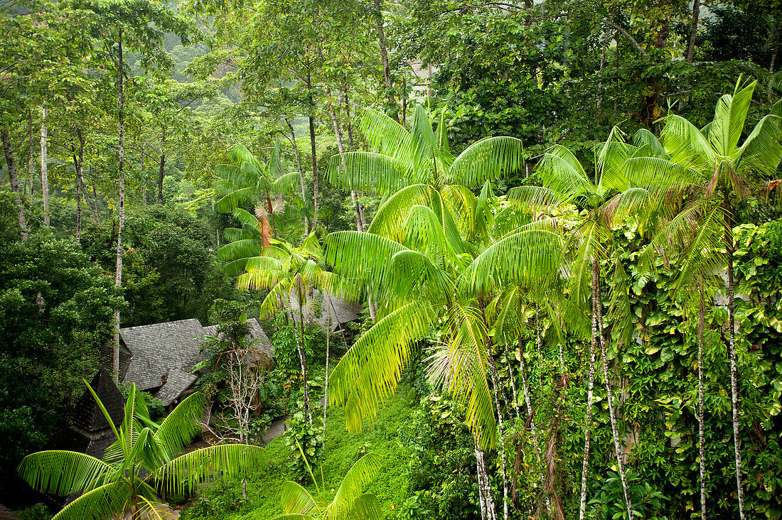 View at guest villas amidst trees, Datai Resort, Lankawi Island, Malaysia, Asia