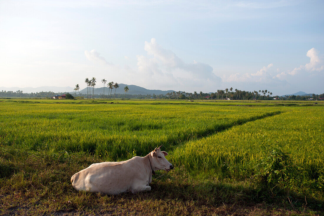 Kuh und Reisfelder im Sonnenlicht, Lankawi Island, Malaysia, Asien