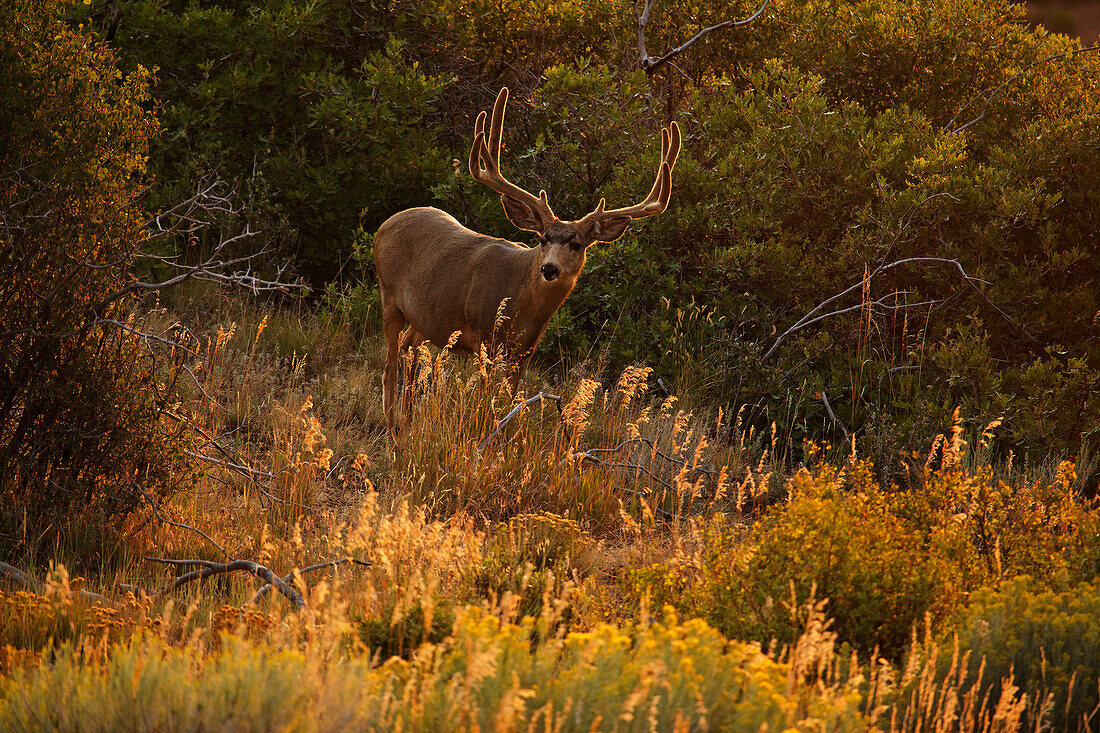 Maultierhirsch im Mesa Verde National Park, Colorado, USA, Nordamerika, Amerika