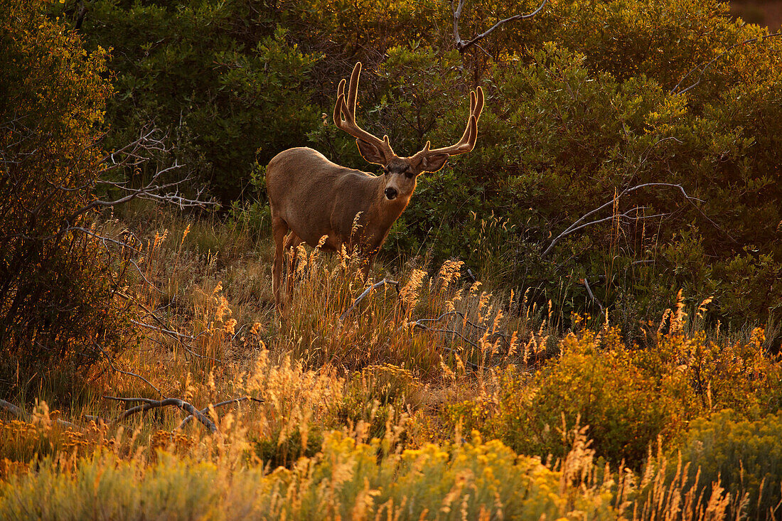 Mule deer, Mesa Verde National Park, Colorado, USA, North America, America