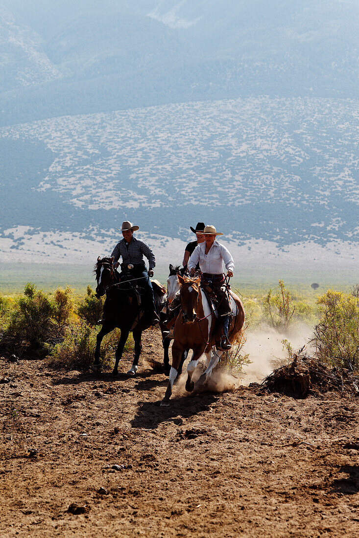 Zapata Ranch is a working ranch where tourists can stay and work, Alamosa, Alamosa County, Colorado, USA, North America, America