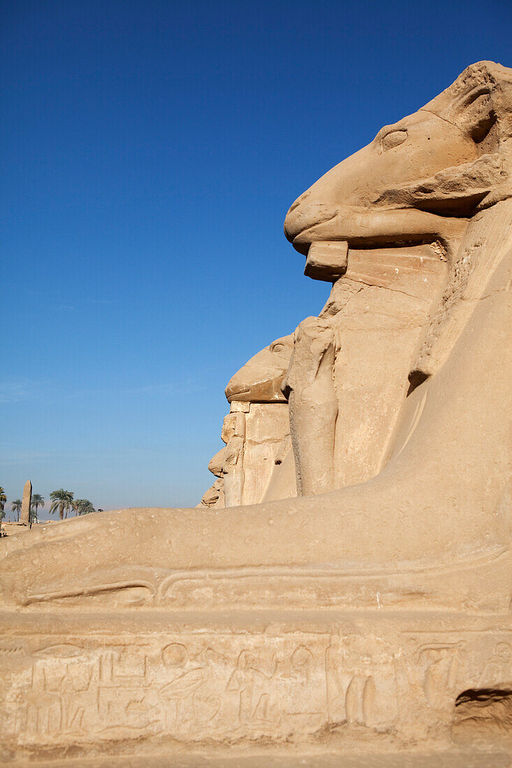 Allee aus Ziegen im Eingangsbereich von Karnak Tempel, Luxor, früher Theben, Ägypten, Afrika