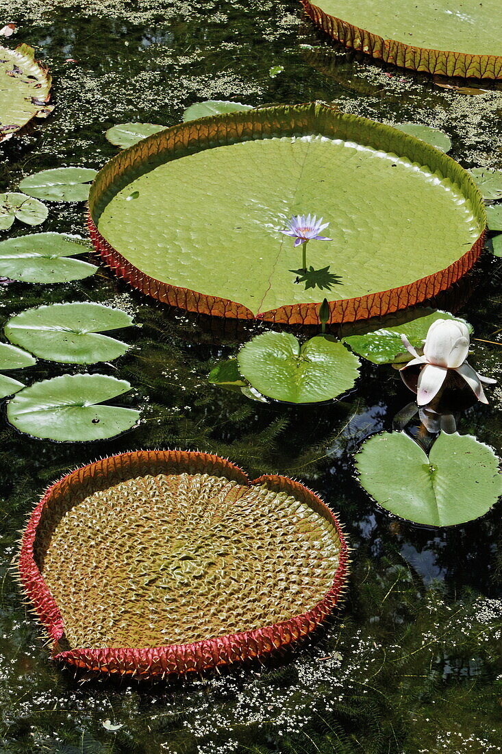 Victoria Regia water lily in the botanical garden of Pamplemousses, Mauritius, Africa