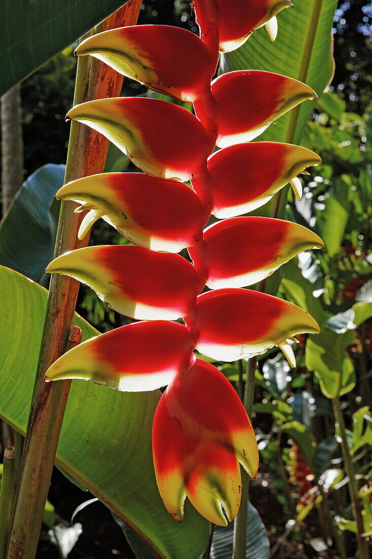 Heliconia, Mauritius, Africa