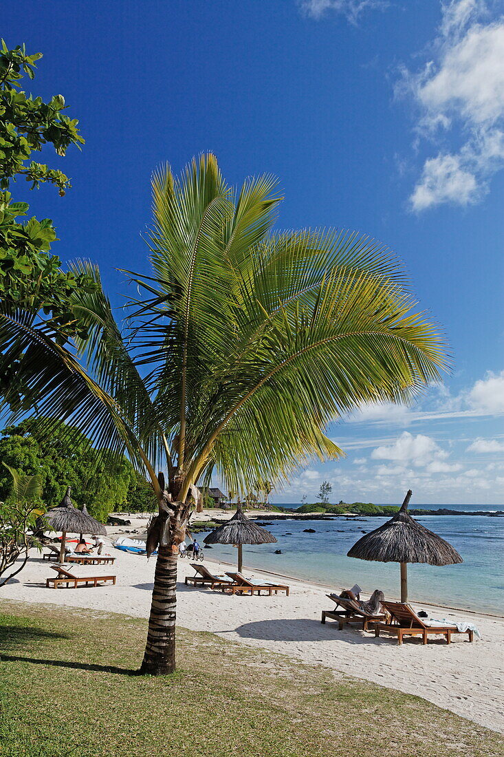 Palm trees on the beach of the Shanti Maurice Resort in the sunlight, Souillac, Mauritius, Africa