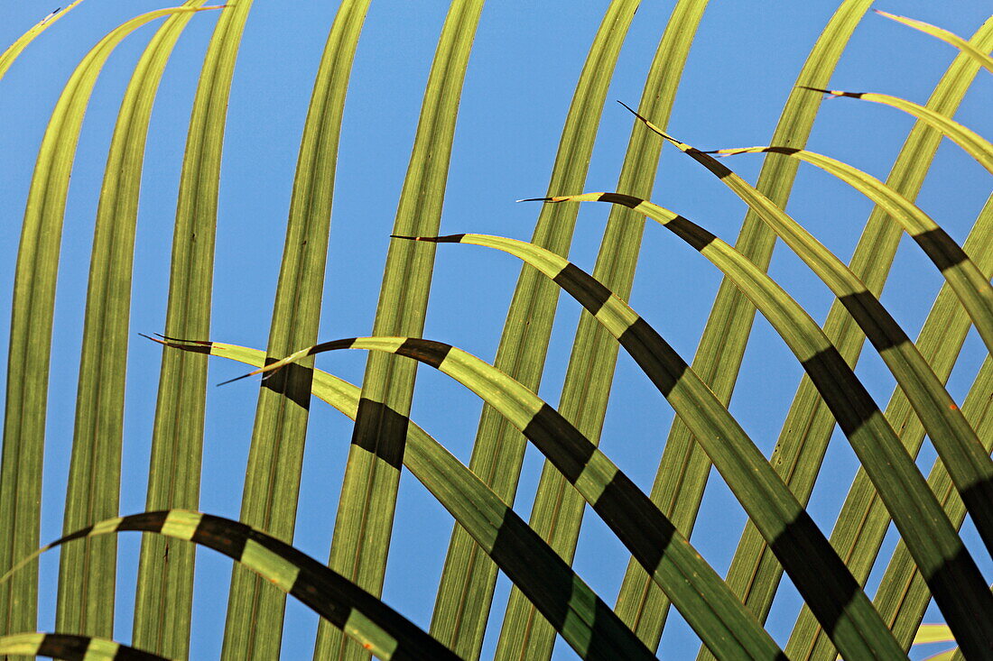 Palmenblatt im Sonnenlicht, Shanti Maurice Resort, Souillac, Mauritius, Afrika