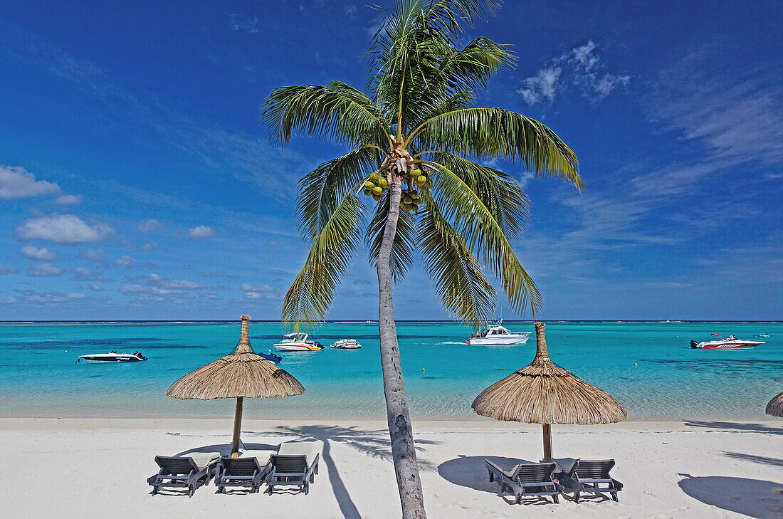 Palm tree on the beach of Beachcomber Hotel Paradis &amp; Golf Club, Mauritius, Africa