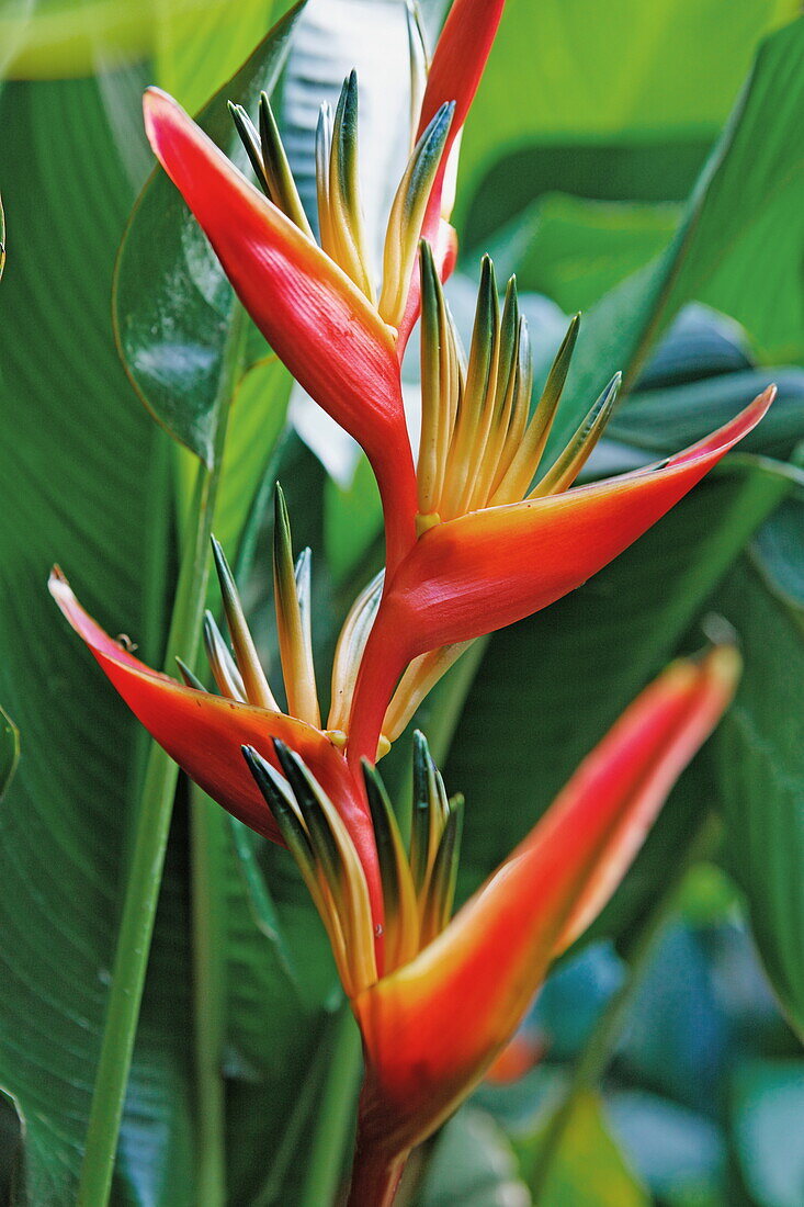 Blossom of a Heliconia, La Reunion, Indian Ocean