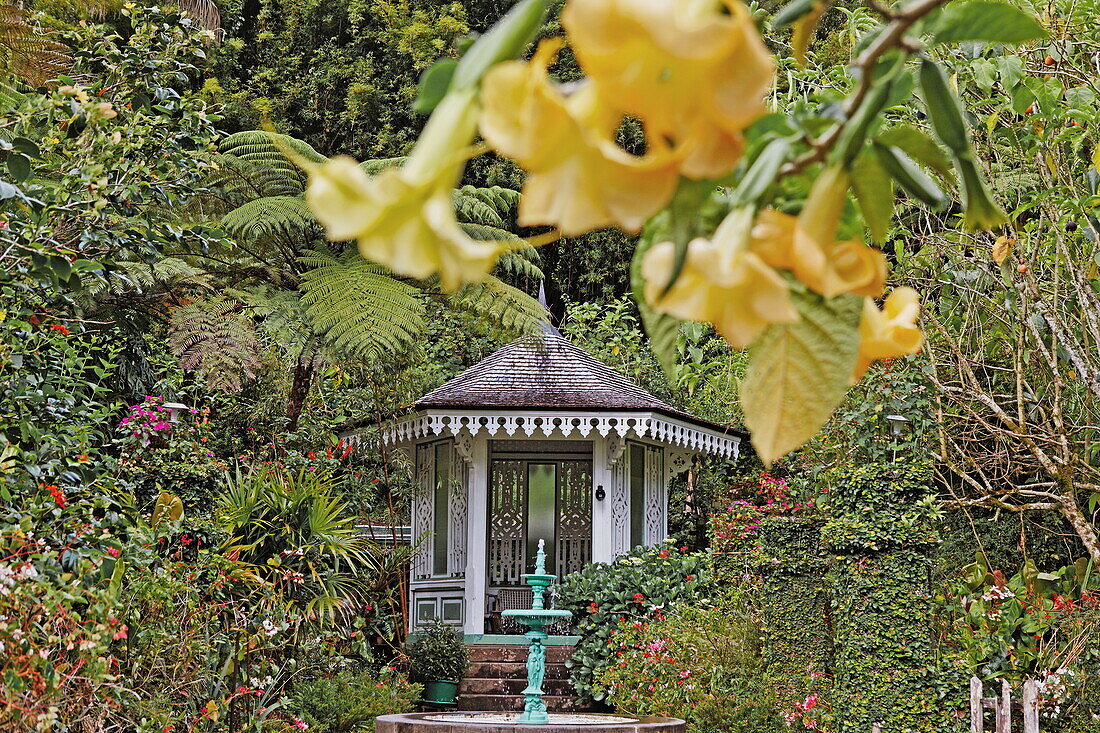 Stechapfelblüten im Garten der kreolischen Maison Folio, Hell-Bourg, La Reunion, Indischer Ozean