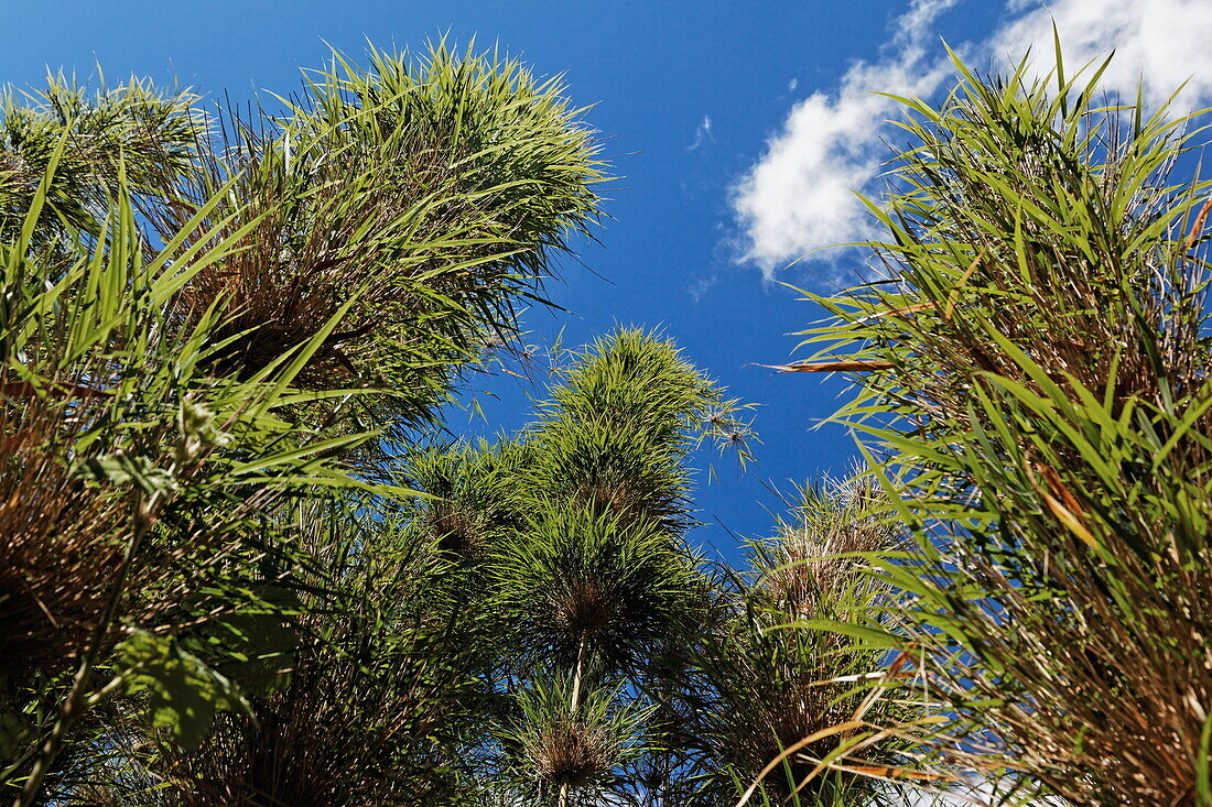 Nastus Borbonicus gehört zur Bambusfamilie und wächst im tropischen Bergwald der südlichen Hemisphäre, La Reunion, Indischer Ozean