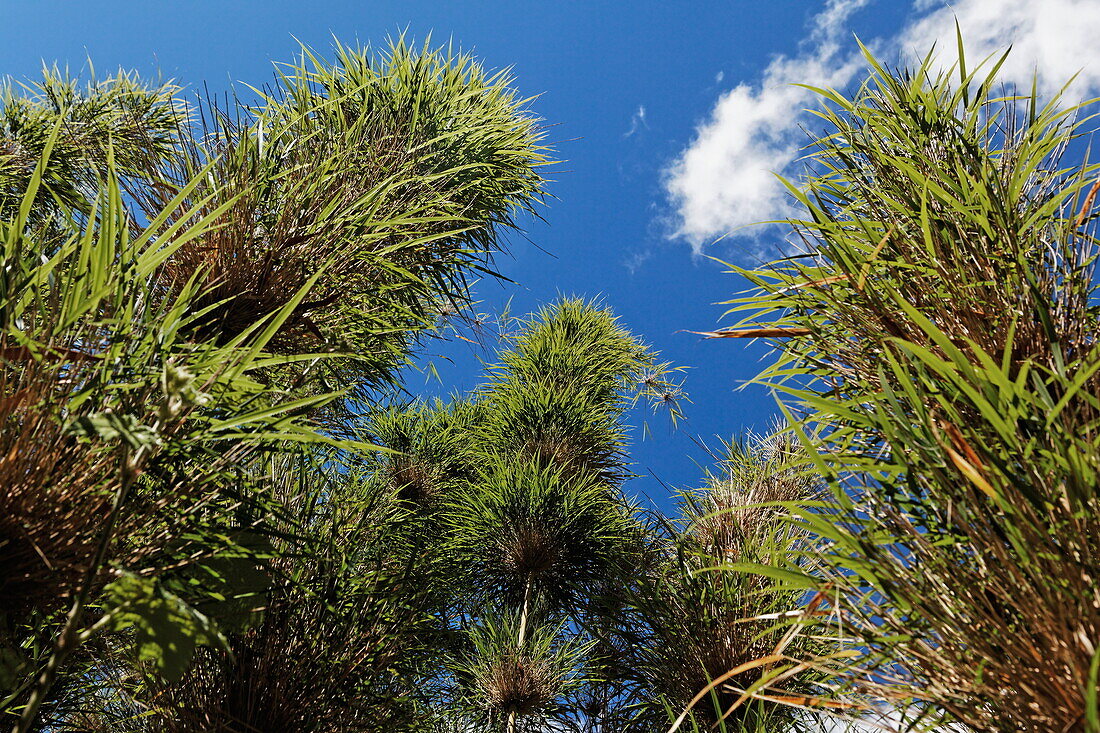 Nastus Borbonicus is a bamboo growing in tropical mountain forests of the southern hemisphere, La Reunion, Indian Ocean