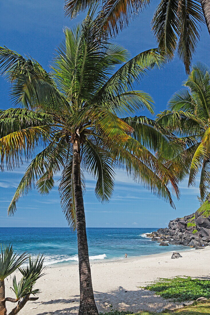 Palmen am Strand von Grand Anse von Petite Ile, La Reunion, Indischer Ozean