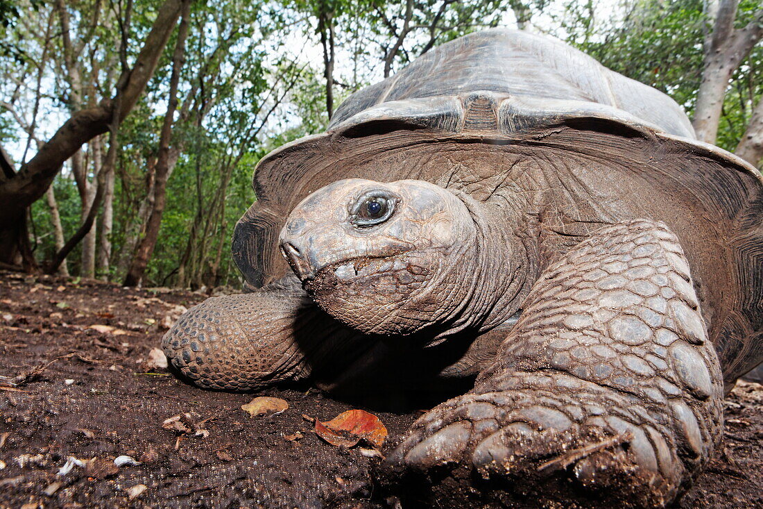 Giant turtle at giant turtle sanctuary, Changu Island, Prison Island, Zanzibar, Tanzania, Africa