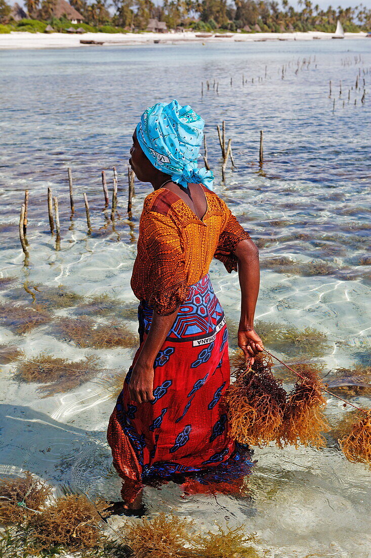 Female worker in seaweed farm, Matemwe, Zanzibar, Tanzania, Africa