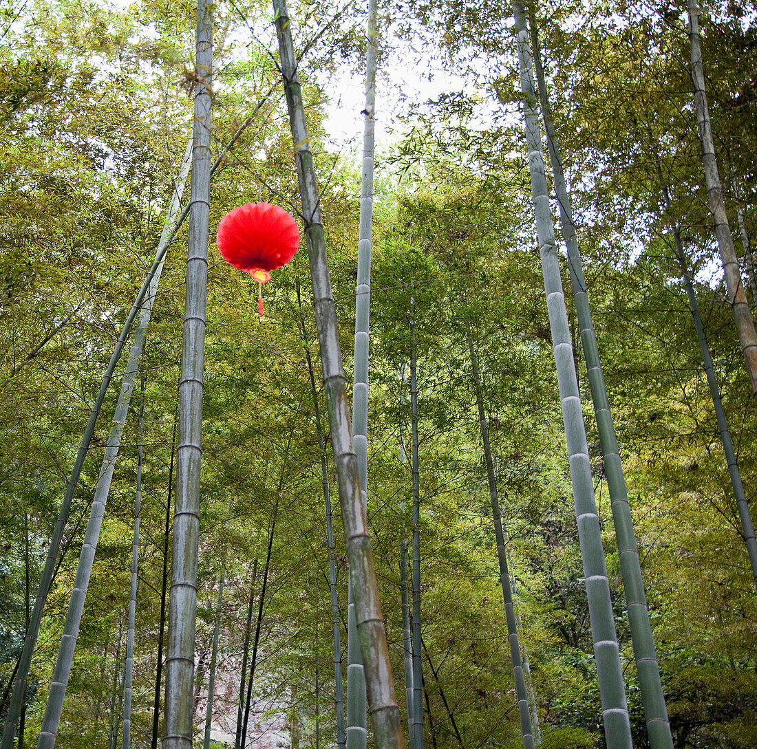 Red Paper Lamp in Bamboo Forest, Beijing, China