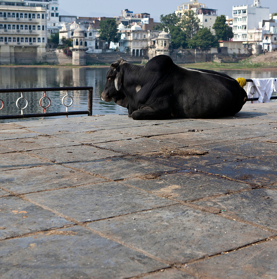 Sacred Cow at the Bathing Ghat, Udaipur, Rajastan, India