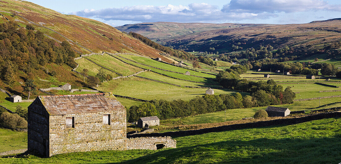 Rural Pastures with Barns, near Thwaite, Swaledale, Yorkshire Dales, England, UK, Europe