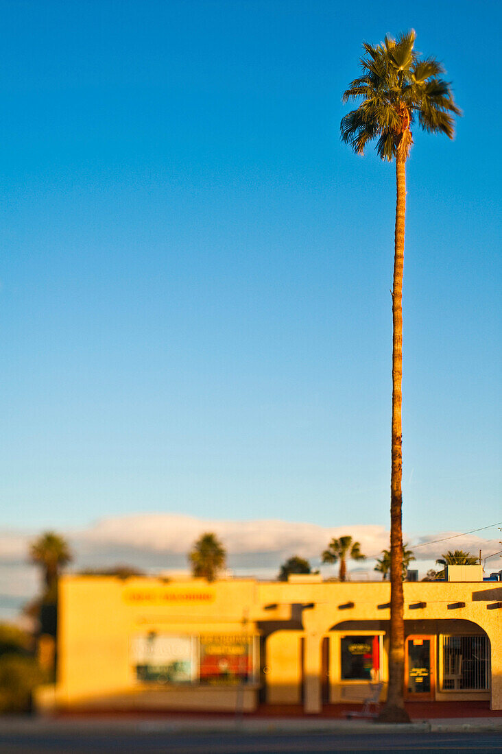 Tall Palm Tree, Twentynine Palms, California, USA