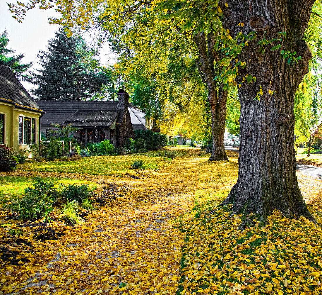 Autumn in Residential Area, Portland, Oregon USA