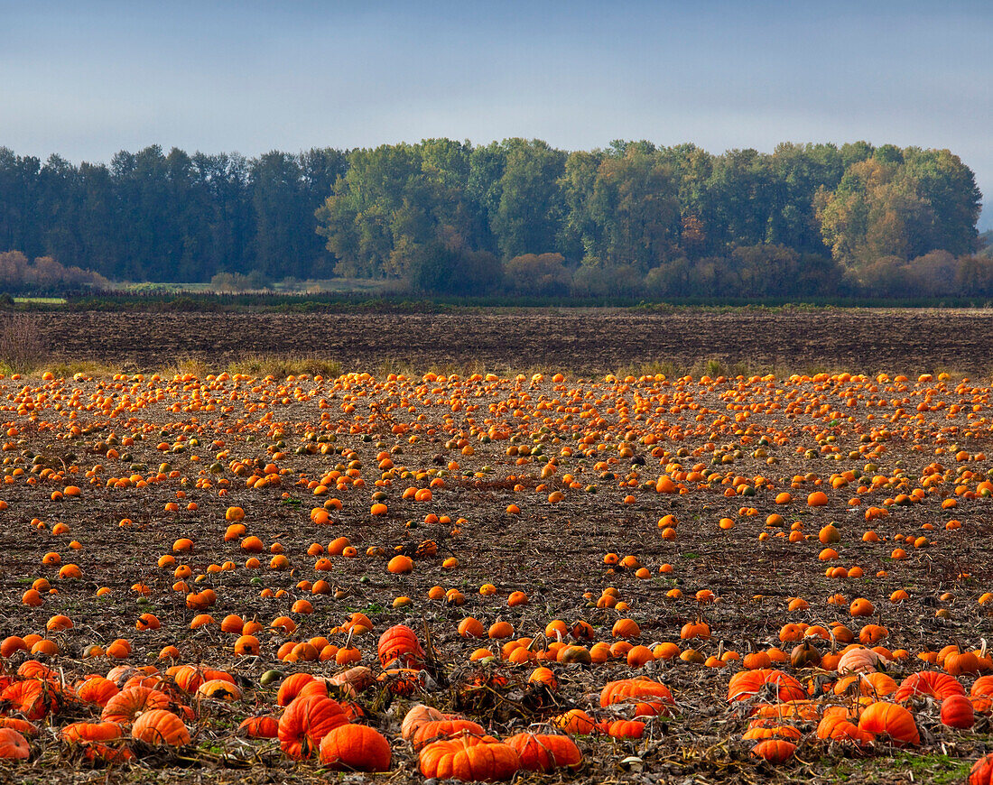Pumpkin Field in Autumn, Portland, Oregon, USA