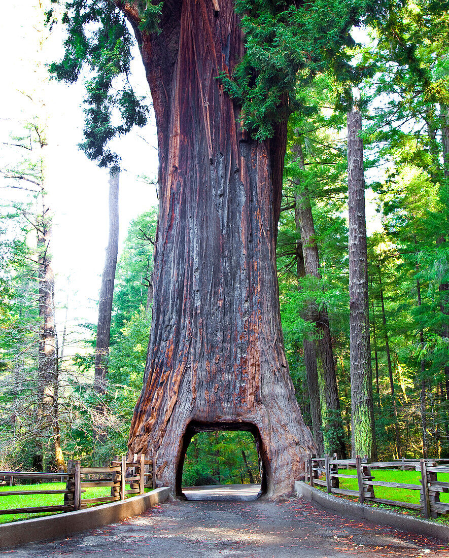 Chandelier Drive Thru Redwood Tree, California, USA