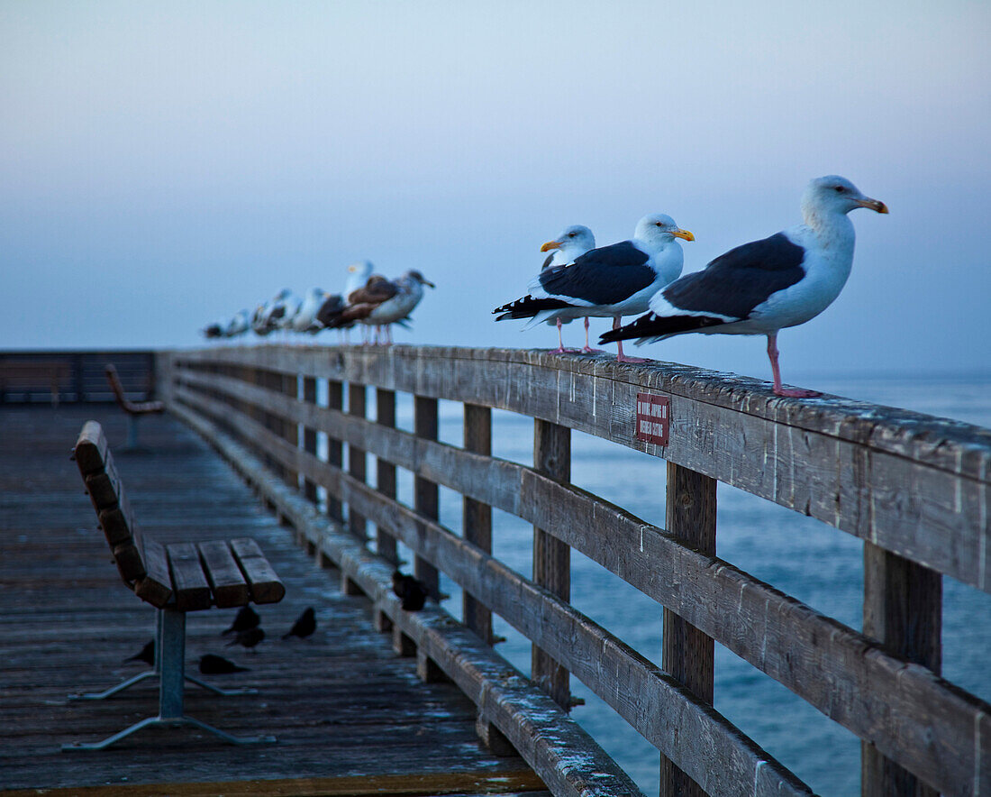 Seagulls on Boardwalk Railing, Cayucos, CA, USA