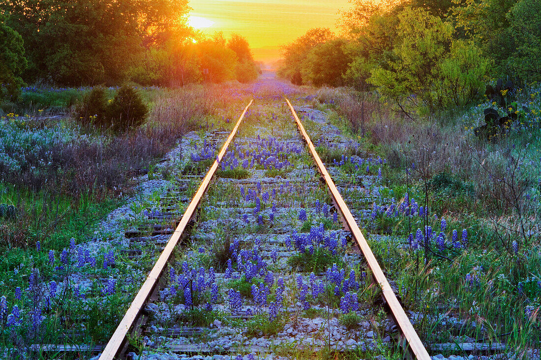 Blue Bonnets on Railroad Tracks, Texas, USA