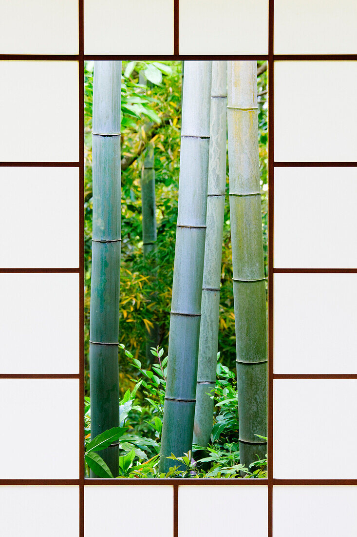 Bamboo Forest Through a Rice Paper Window, Kyoto, Japan
