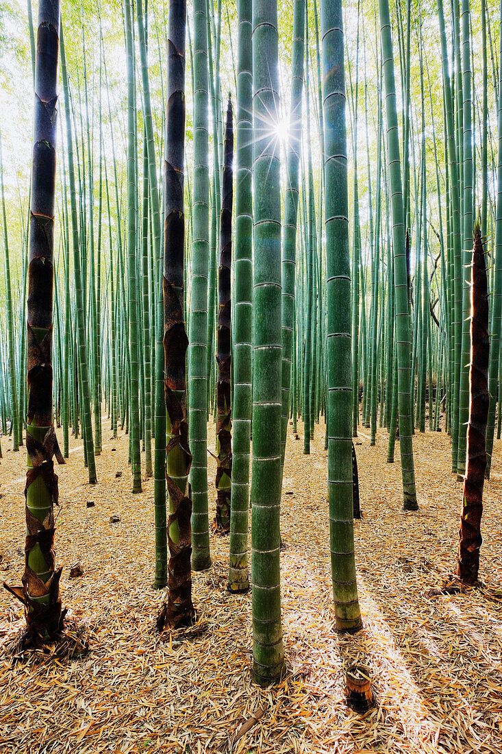 Bamboo Forest, Kyoto, Japan