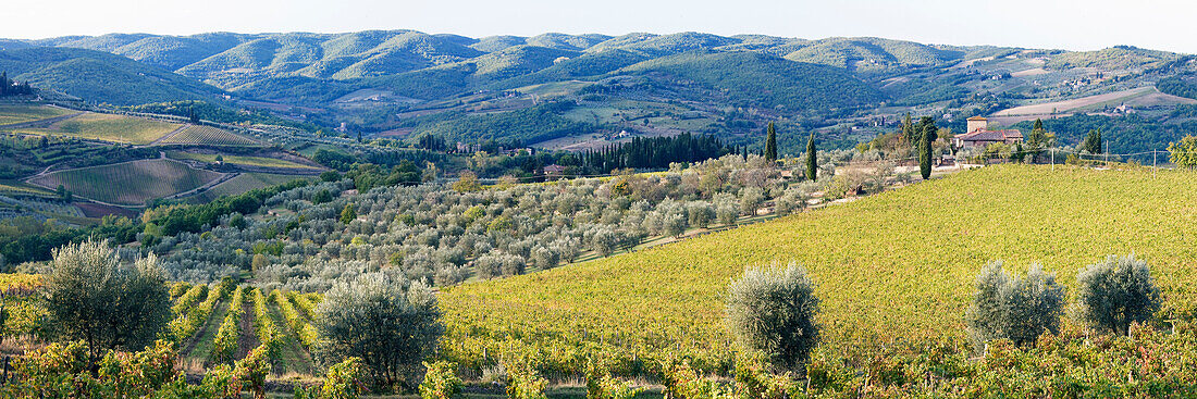 Grapevines and Olive Trees, Panzano in Chianti, Tuscany, Italy