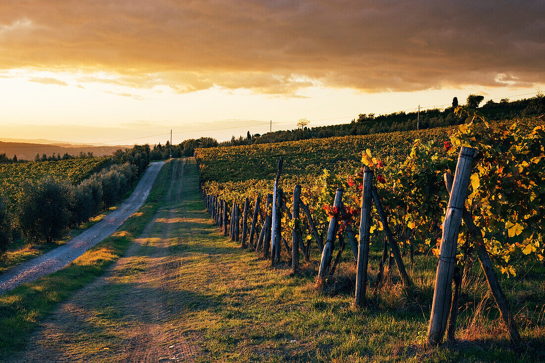Road Through Vineyard, Panzano in Chianti, Tuscany, Italy