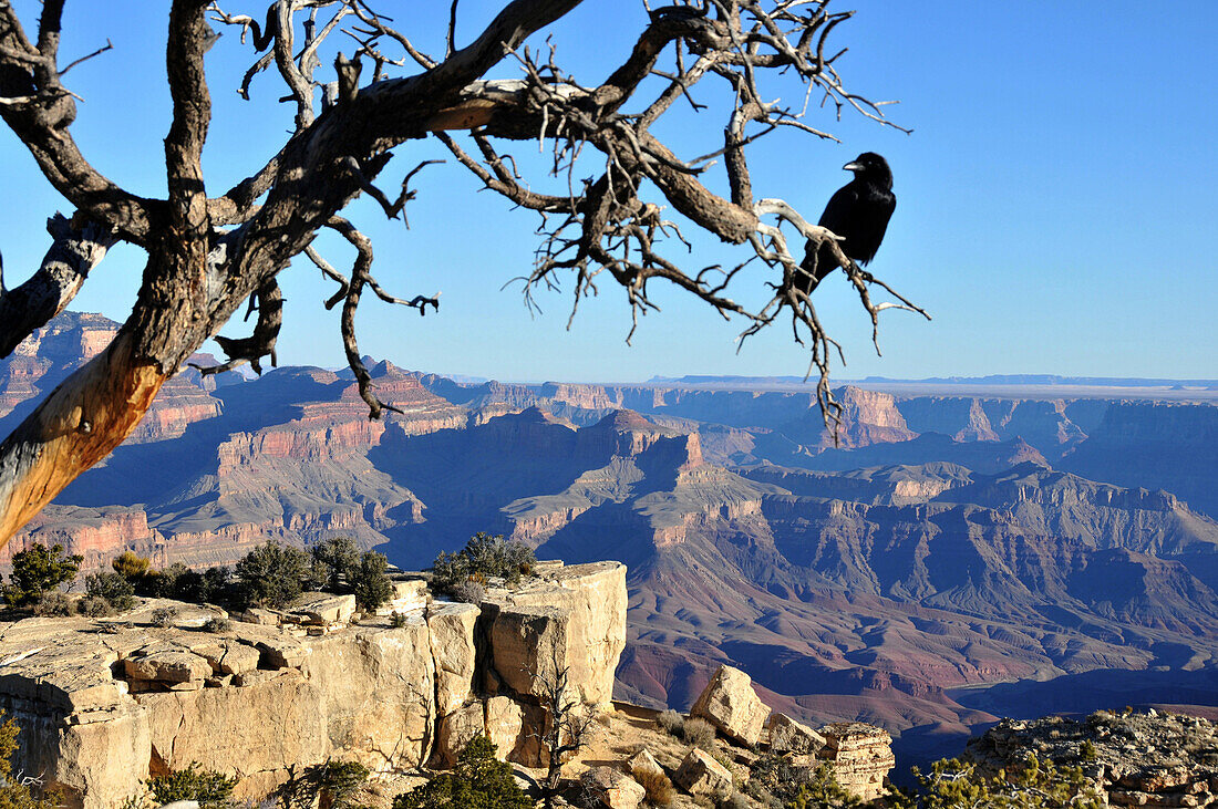 Baum mit Rabe am South Rim, Grand Canyon, Arizona, Südwest USA, Amerika