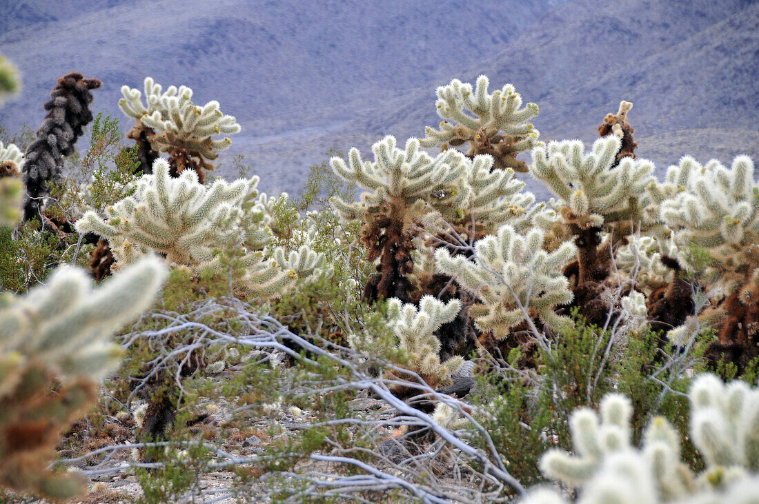 Cactusses at Joshua Tree National Park, south California, USA, America
