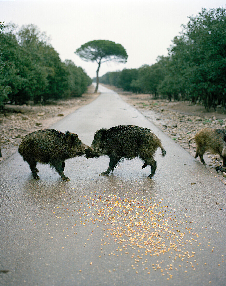 Wild boars in the durmast oak forest of finca Arzuaga, near Quintanilla, Castile and León, Spain