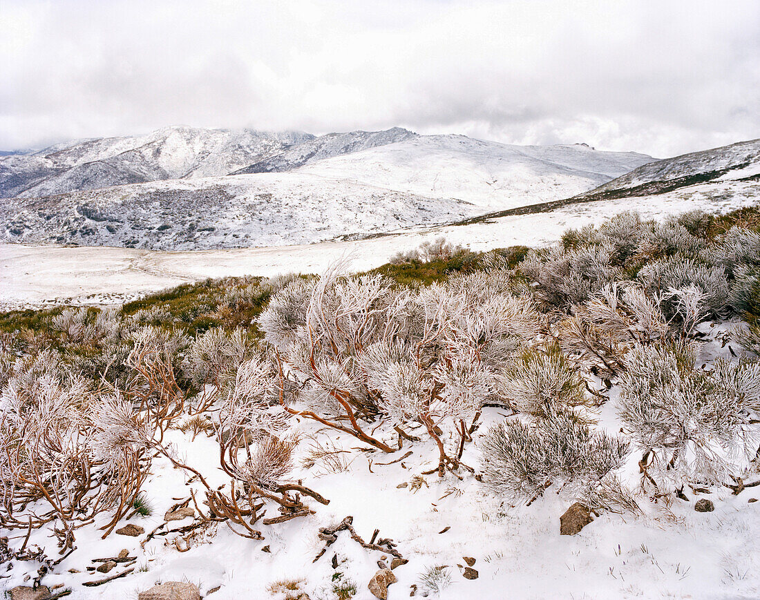 Schneebedeckte Landschaft, Parque Regional Sierra de Gredos, Kastilien-Leon, Spanien
