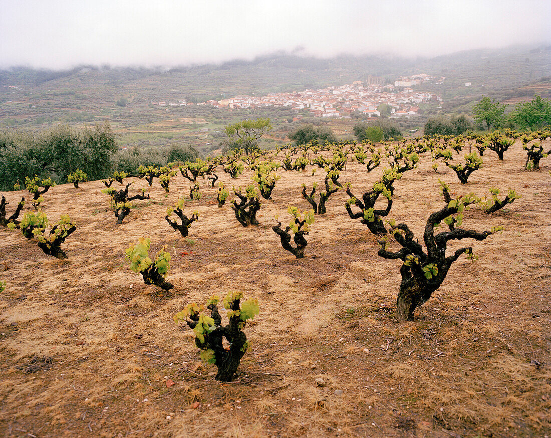 Weinfelder von San Esteban de Valle, unter Massiv Oriental, südliche Sierra de Gredos, Kastilien-León, Spanien