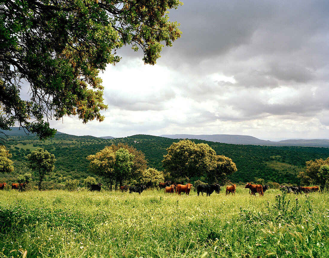 Kampfstiere Toro Bravo aus der Ganaderia de Sancho Dávila, Sierra Morena, Andalusien, Spanien