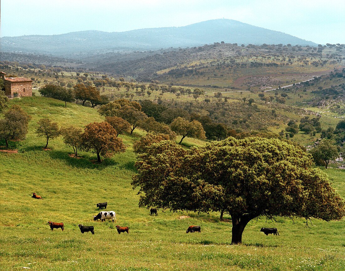 Fighting bulls, Toro Bravo and cows, breed of Ganaderia de Sancho Dávila, Sierra Morena, Andalusia, Spain