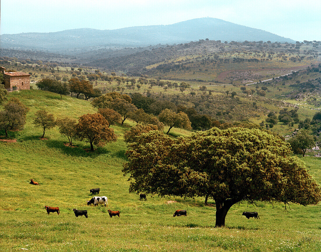 Kampfstiere, Toro Bravo und Kühe aus der Ganaderia de Sancho Dávila, Sierra Morena, Andalusien, Spanien