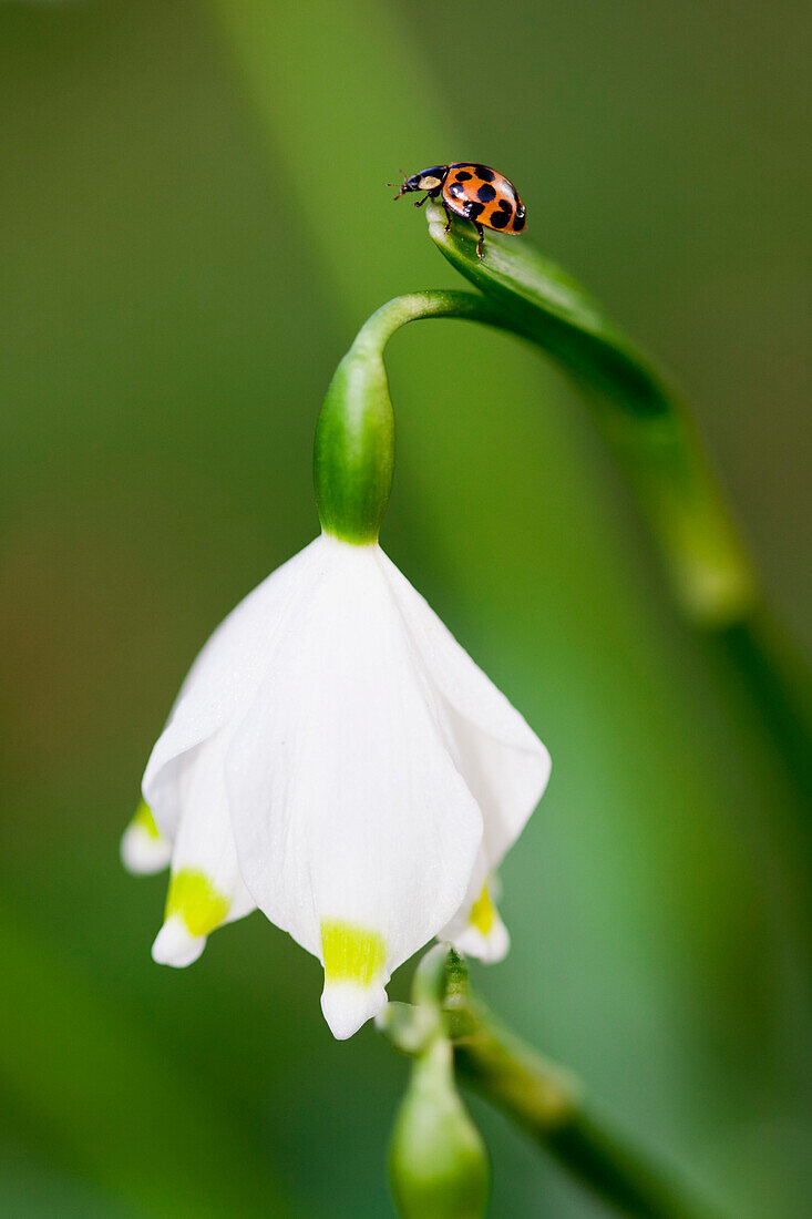 Marienkäfer auf einem Märzenbecher, Leucojum vernum, Blume, Frühling