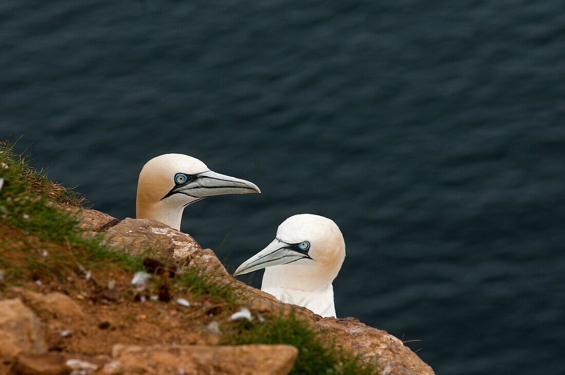 Gannet colony, Troup Head, Aberdeenshire, Schottland