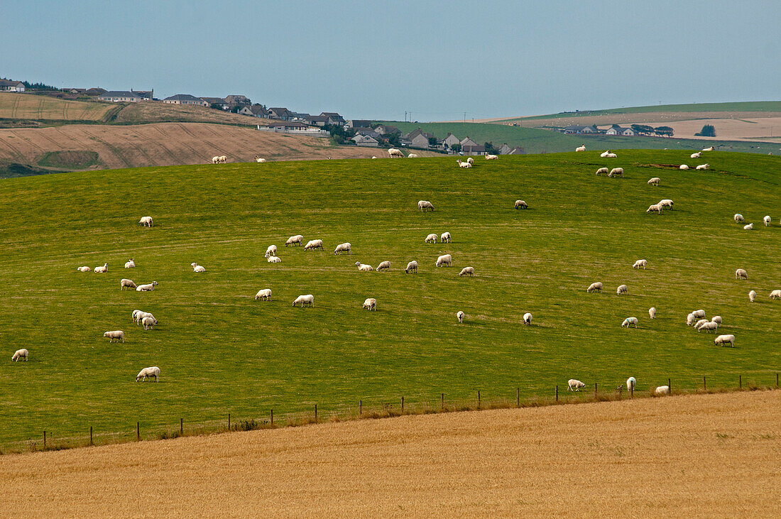 Sheep grazing on farm land near Troup Head, Aberdeenshire, Scotland