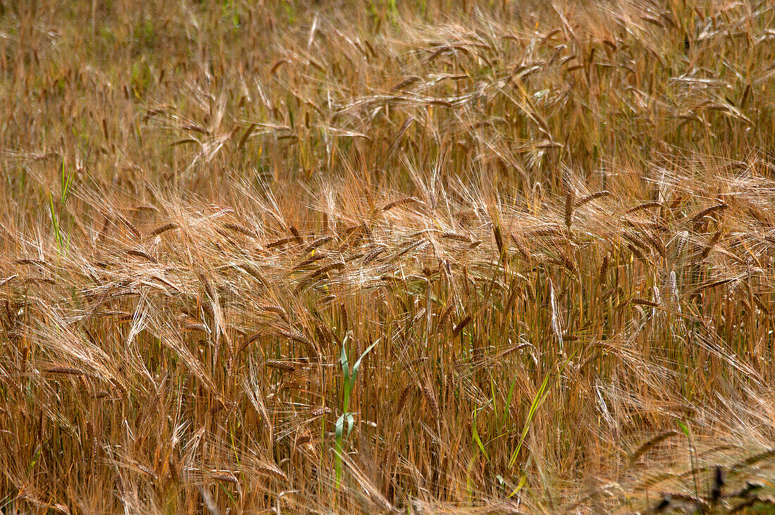 barley field near Huntley, Aberdeenshire, Scotland