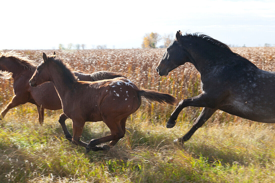 Wild galloping horses, mid-west, Maxbass, Minot, North Dakota, United States of America, USA