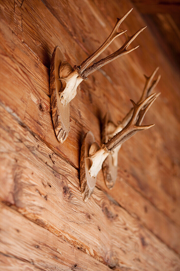 Drei Geweihe an einer Holzwand, Tirol, Österreich