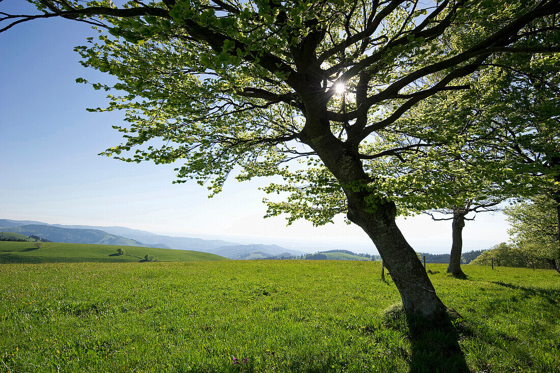 Buchen auf dem Schauinsland, Freiburg im Breisgau, Schwarzwald, Baden-Württemberg, Deutschland