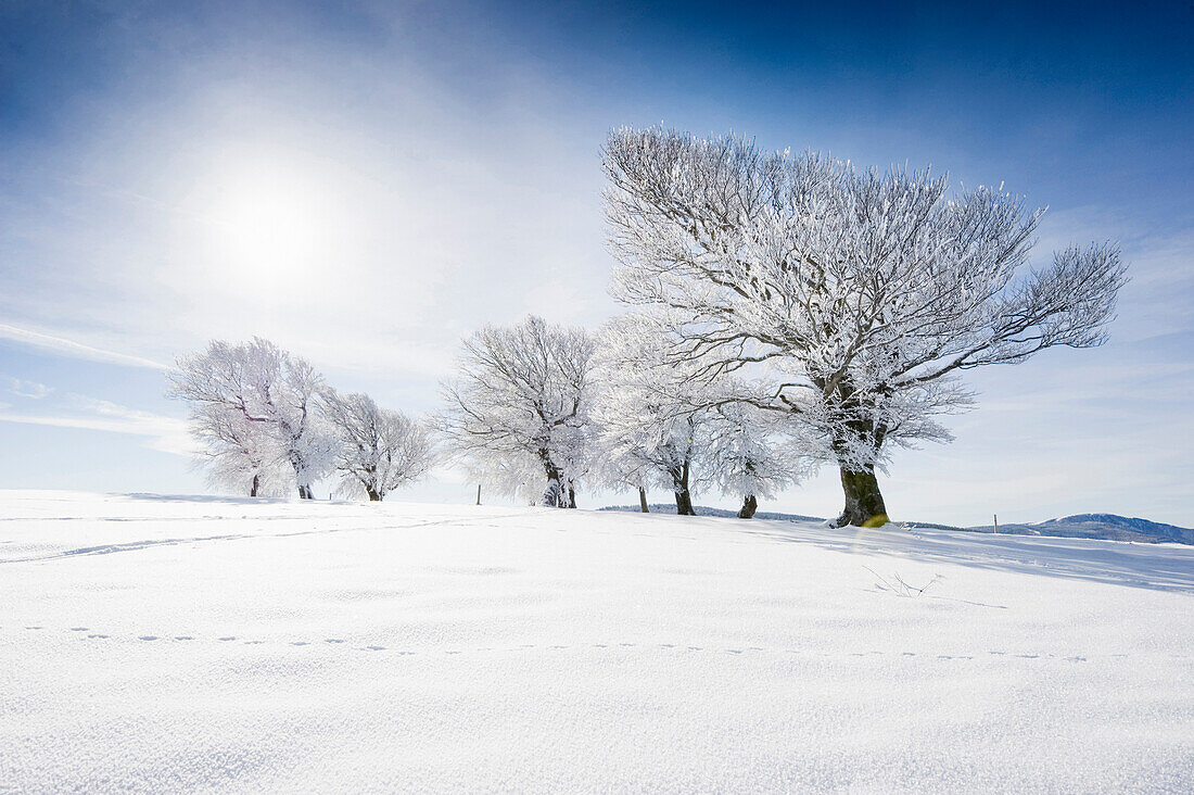 Schneebedeckte Buchen auf dem Schauinsland, Freiburg im Breisgau, Schwarzwald, Baden-Württemberg, Deutschland